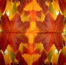 181 Plants - 3-ply - Ambiente